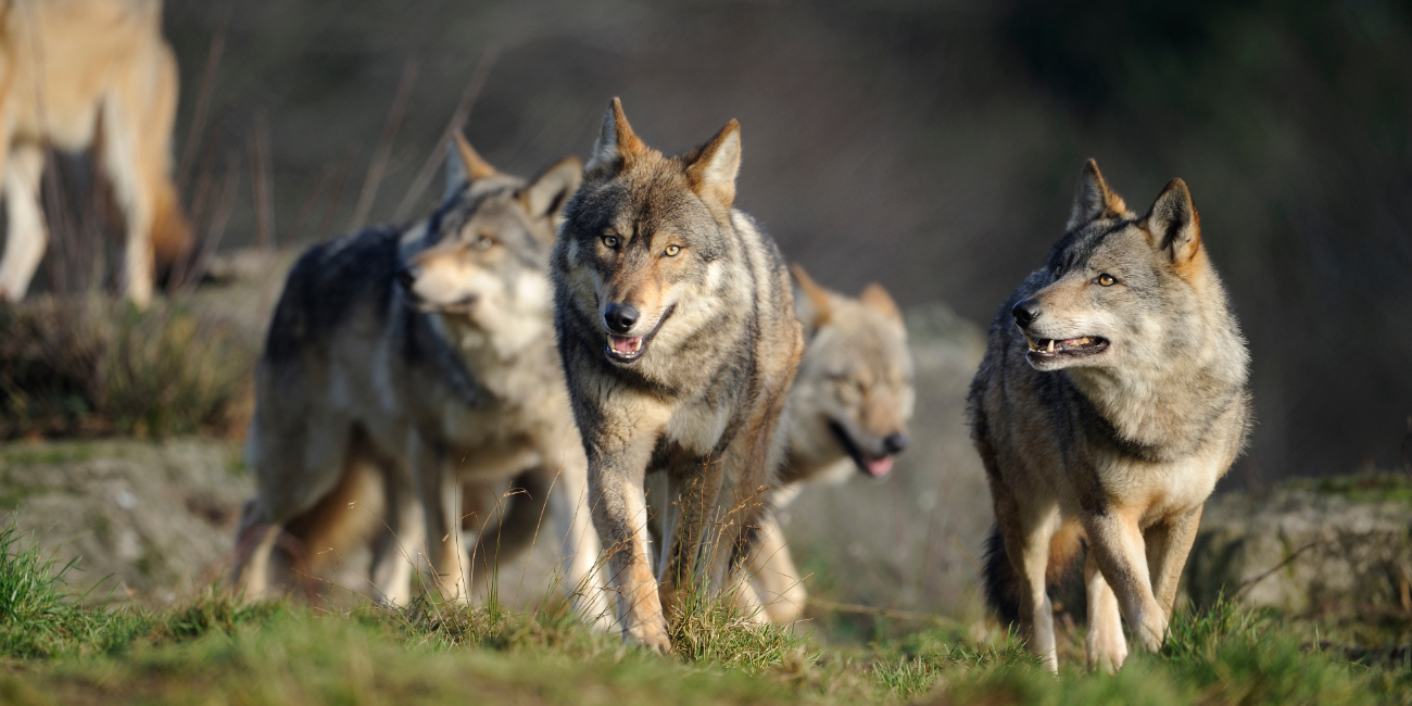 crédit photo : Les loups de Chabrières- S. DESCHAMPS 