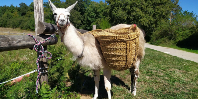 Sortie à la ferme en famille "Promenons nous dans les bois" au Rûcher An'imé à Cieux