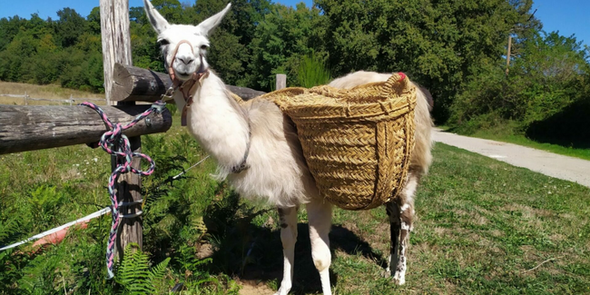 Promenons-nous dans les bois avec les lamas au Rucher An'imé à Cieux