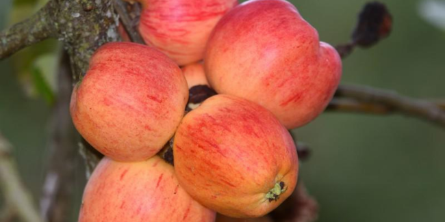 parc naturel regional perigord limousin cest pour ma pomme "C'est pour ma pomme !", Parc Naturel Régional Périgord - Limousin à Saint-Auvent (87)