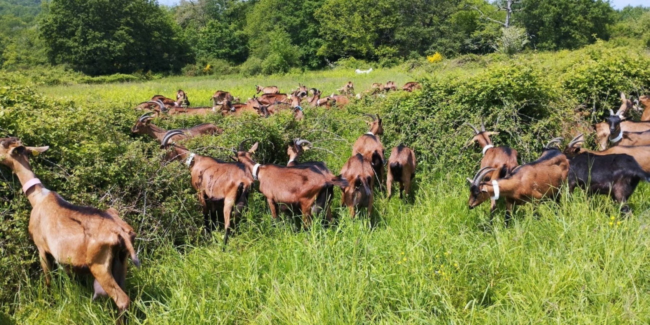 Une journée à la ferme des cœurs de lait, Parc naturel régional Périgord-Limousin à Busserolles