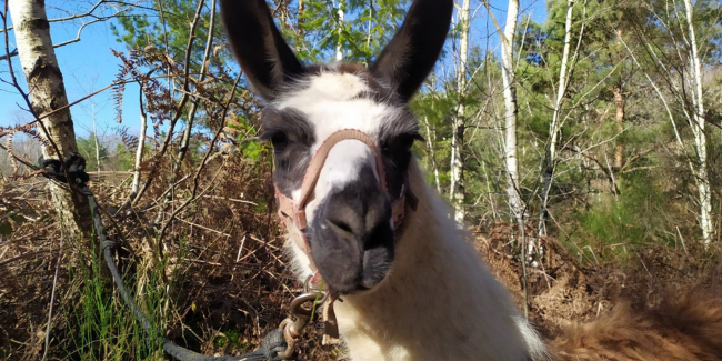 Le lama dans tous ses états, visite au Rucher Ân’imé à Cieux (87)