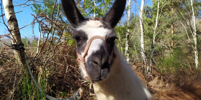 Le lama dans tous ses états au Rucher Ân’imé à Cieux