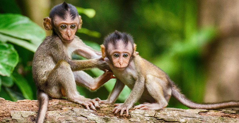 Jeu de piste dans la Forêt des singes en Dordogne Jeu de piste dans la Forêt des singes en Dordogne