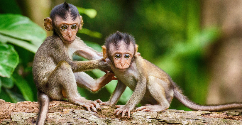 Jeu de piste dans la Forêt des singes en Dordogne 