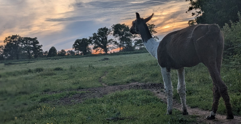 Ciné en plein air, la soirée du Rûcher An'imé à Cieux Ciné en plein air, la soirée du Rucher An'imé à Cieux