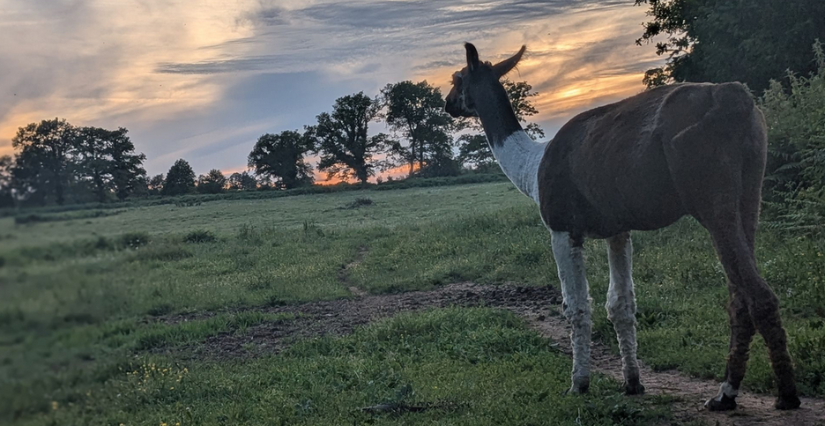 Ciné en plein air, la soirée du Rucher An'imé à Cieux 