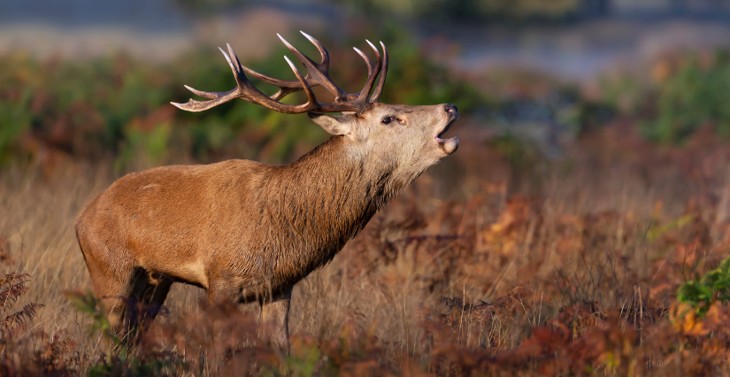 Soirées Brame du cerf : 6 rendez-vous à ne pas manquer avec la Maison de la Nature