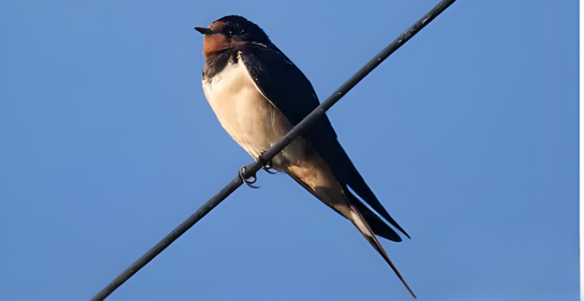 Atelier "l'hirondelle fait le printemps" à la Maison de la Nature de Limoges (87)