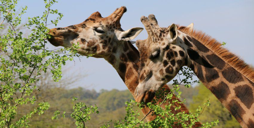 Parc Zoologique du Reynou au Vigen