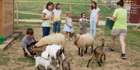 C'est ouvert ! Rencontrer les animaux de la ferme au Limousine Park à Boisseuil