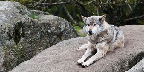 Rencontre avec les Loups de Chabrières