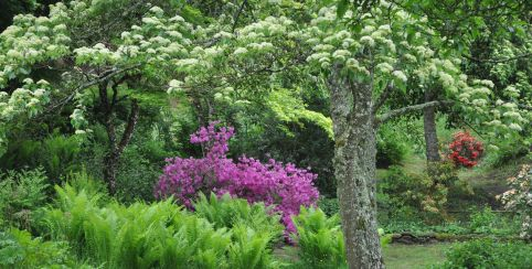 Les arbres remarquables de l'Arboretum de la Sédelle à Crozant