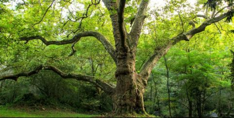 Rallye photo des arbres remarquables autour de Saint-Junien